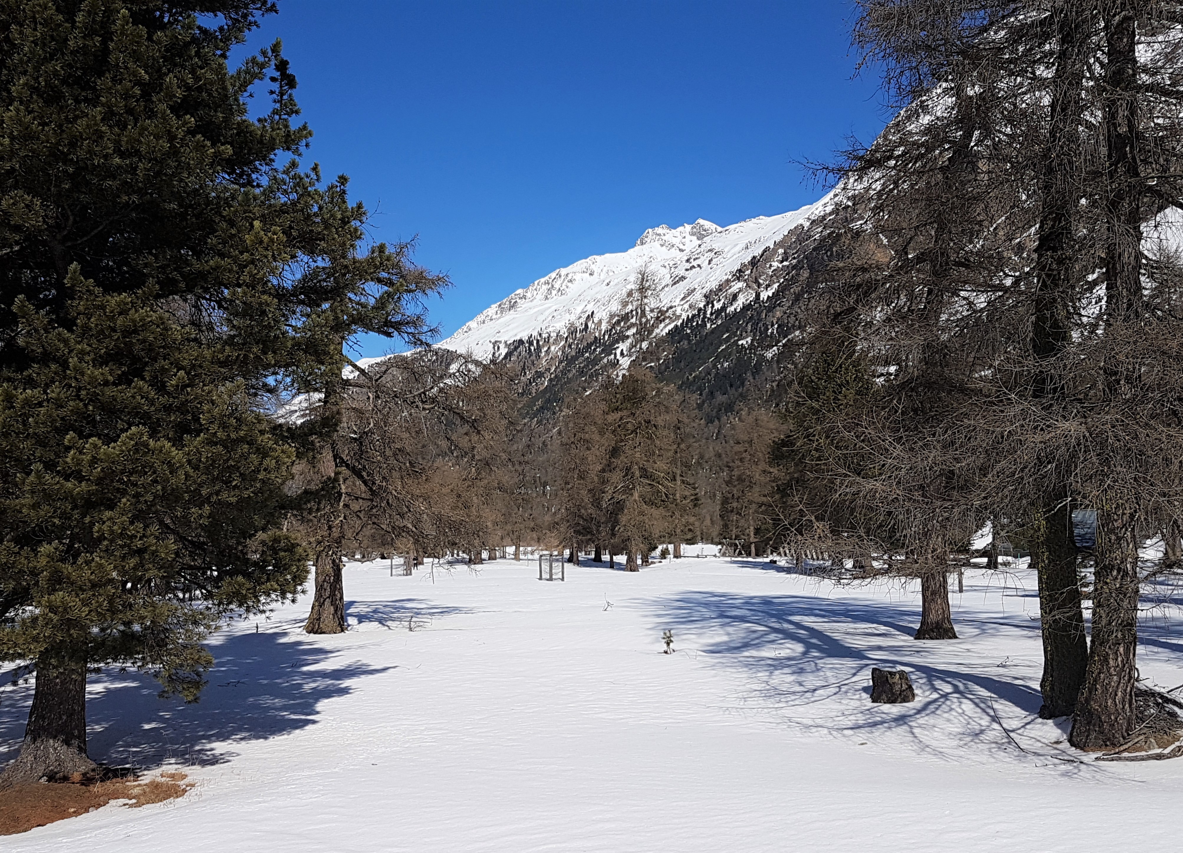 le fermate più belle del trenino rosso del bernina - ghiacciaio morteratsch