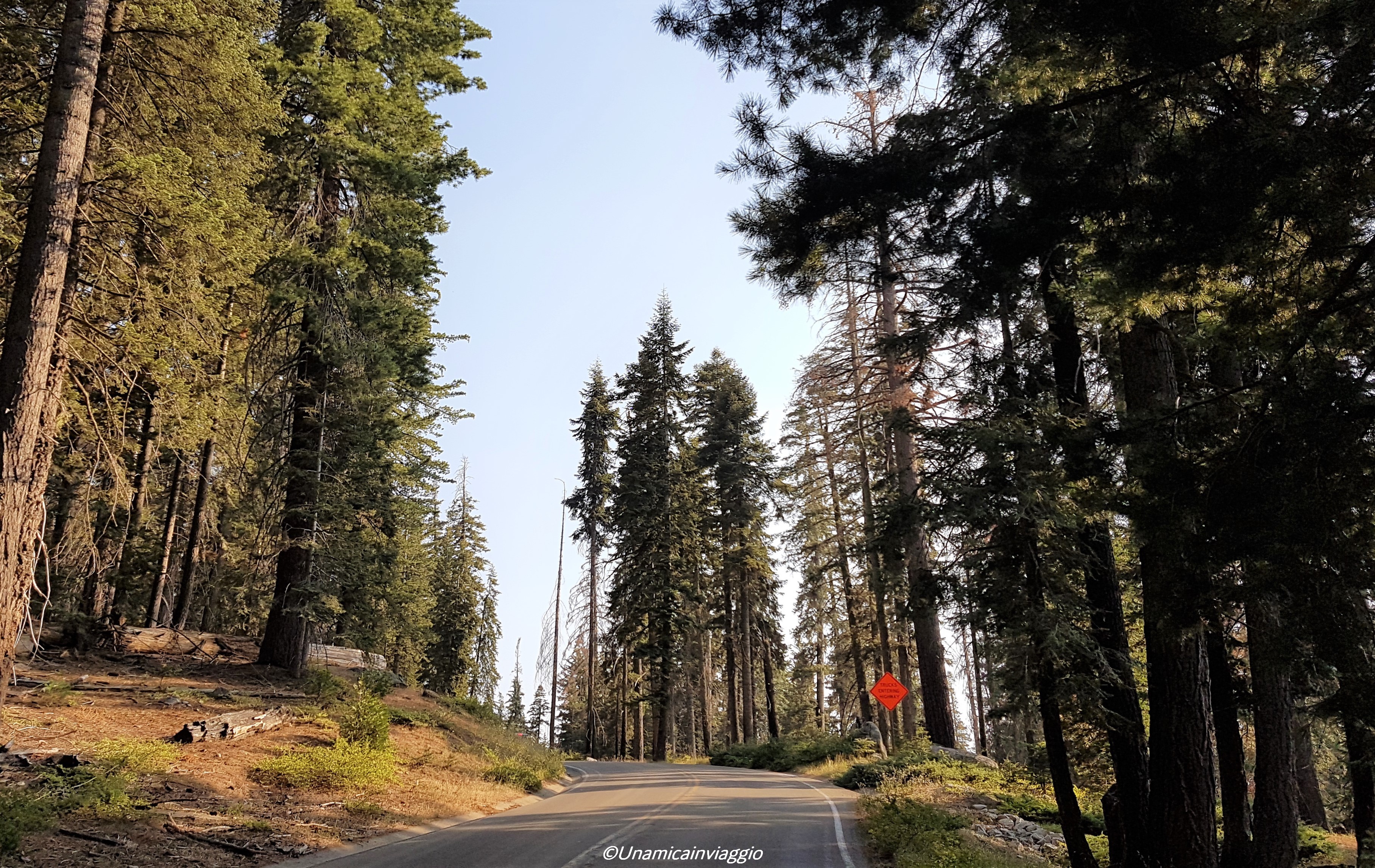 visitare il sequoia national park