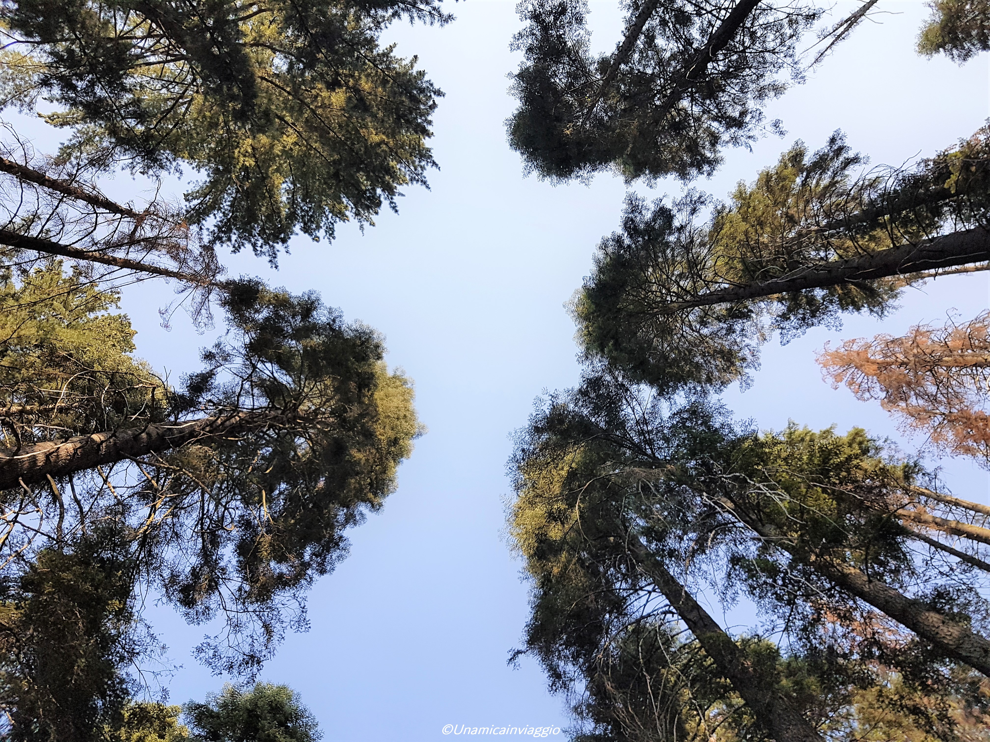 visitare il sequoia national park
