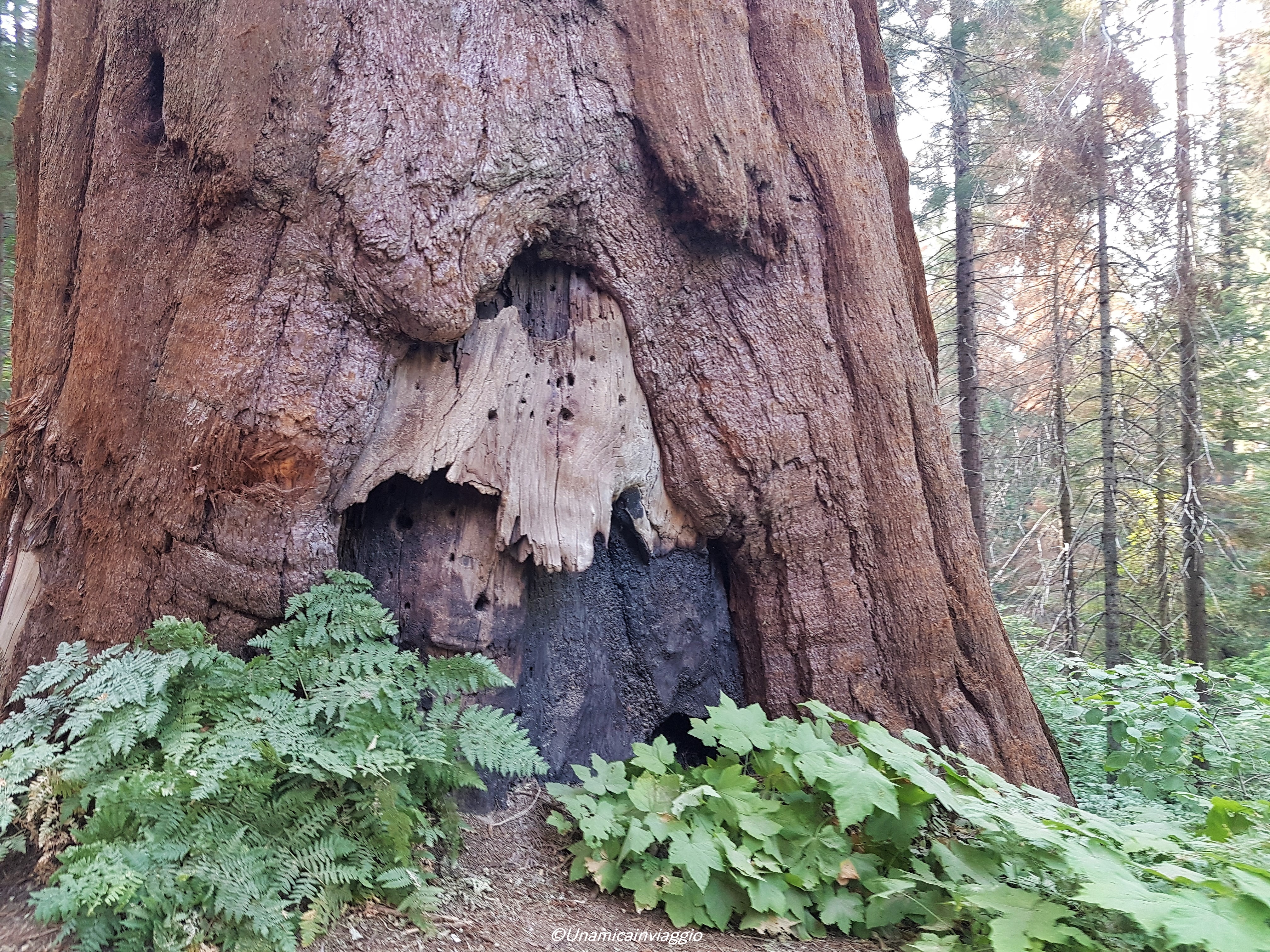 visitare il sequoia national park