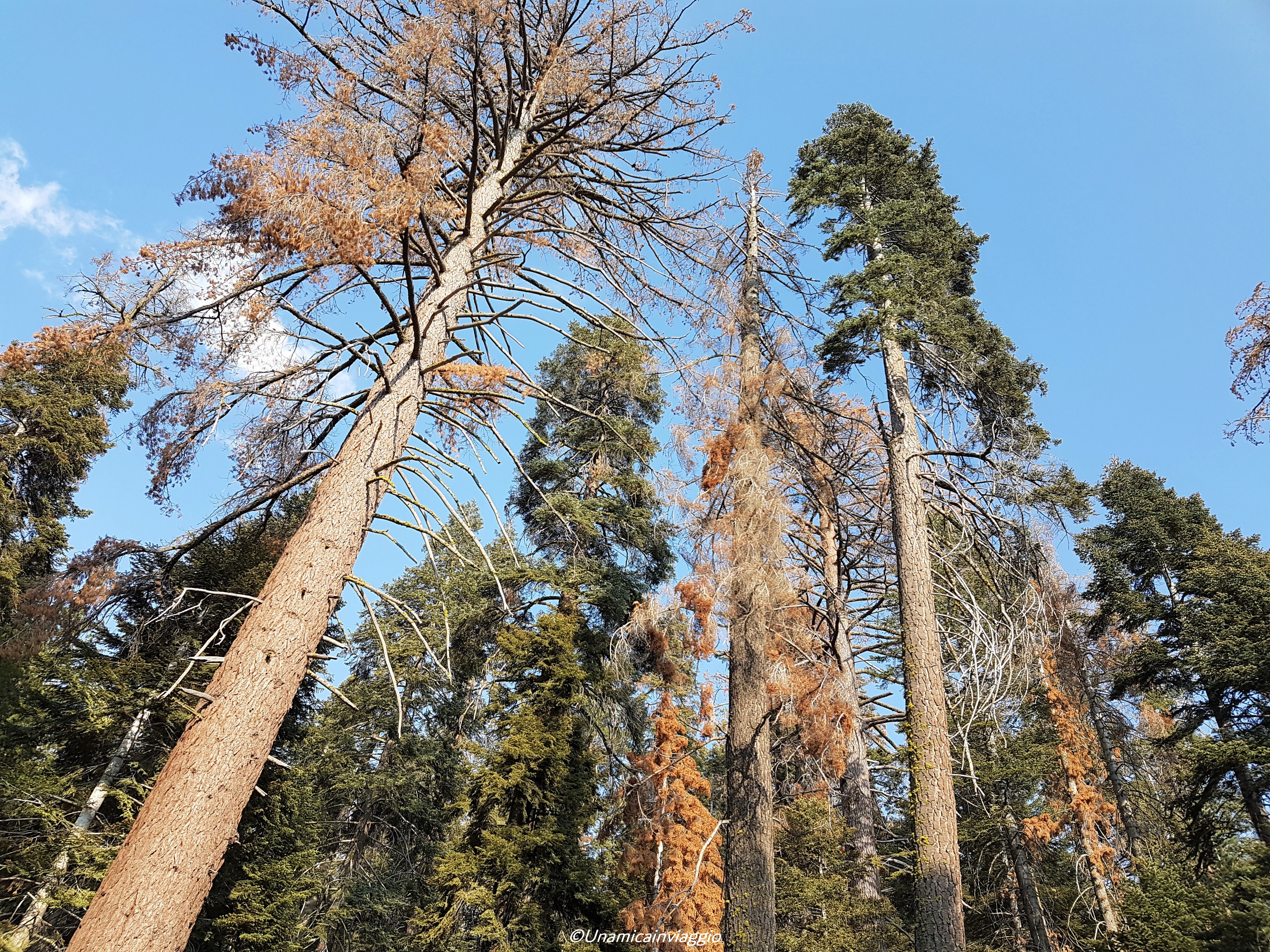 visitare il sequoia national park