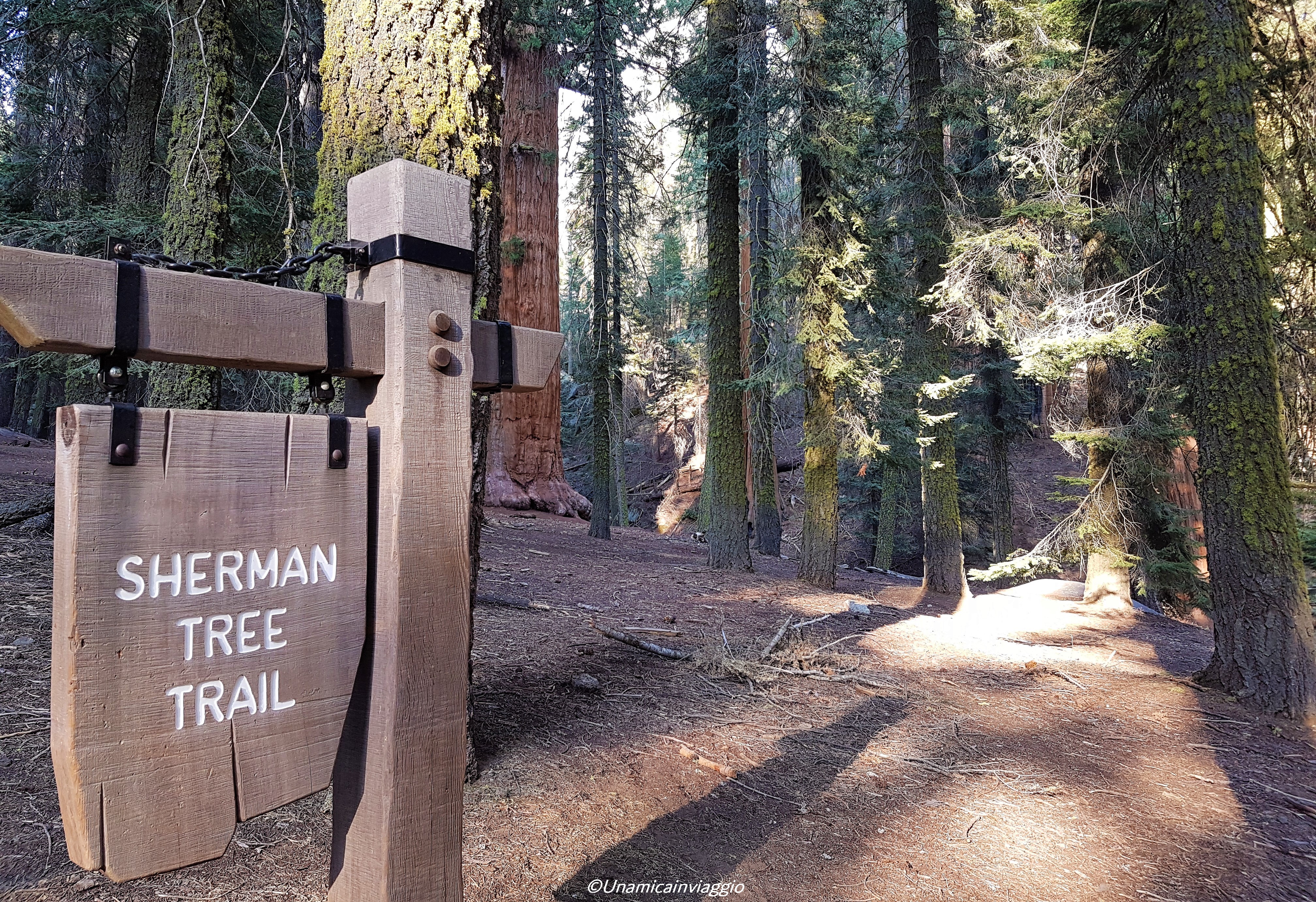 visitare il sequoia national park