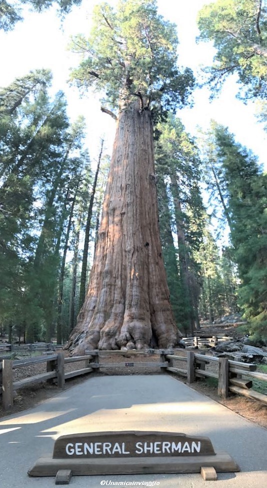 visitare il sequoia national park