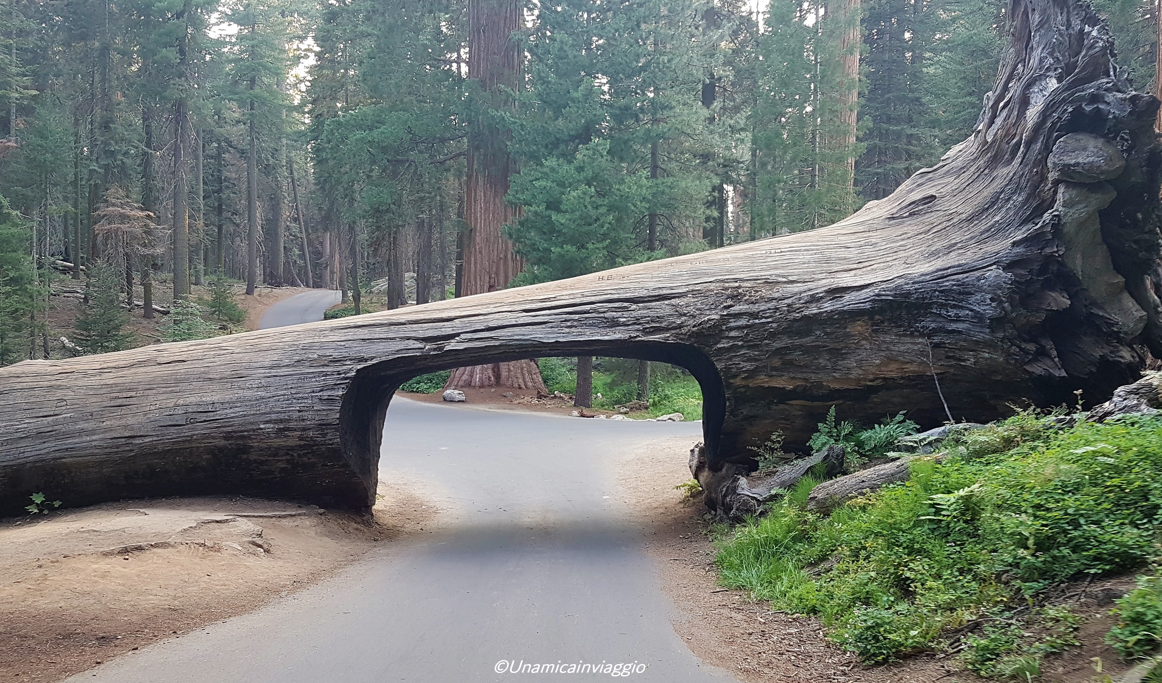 visitare il sequoia national park