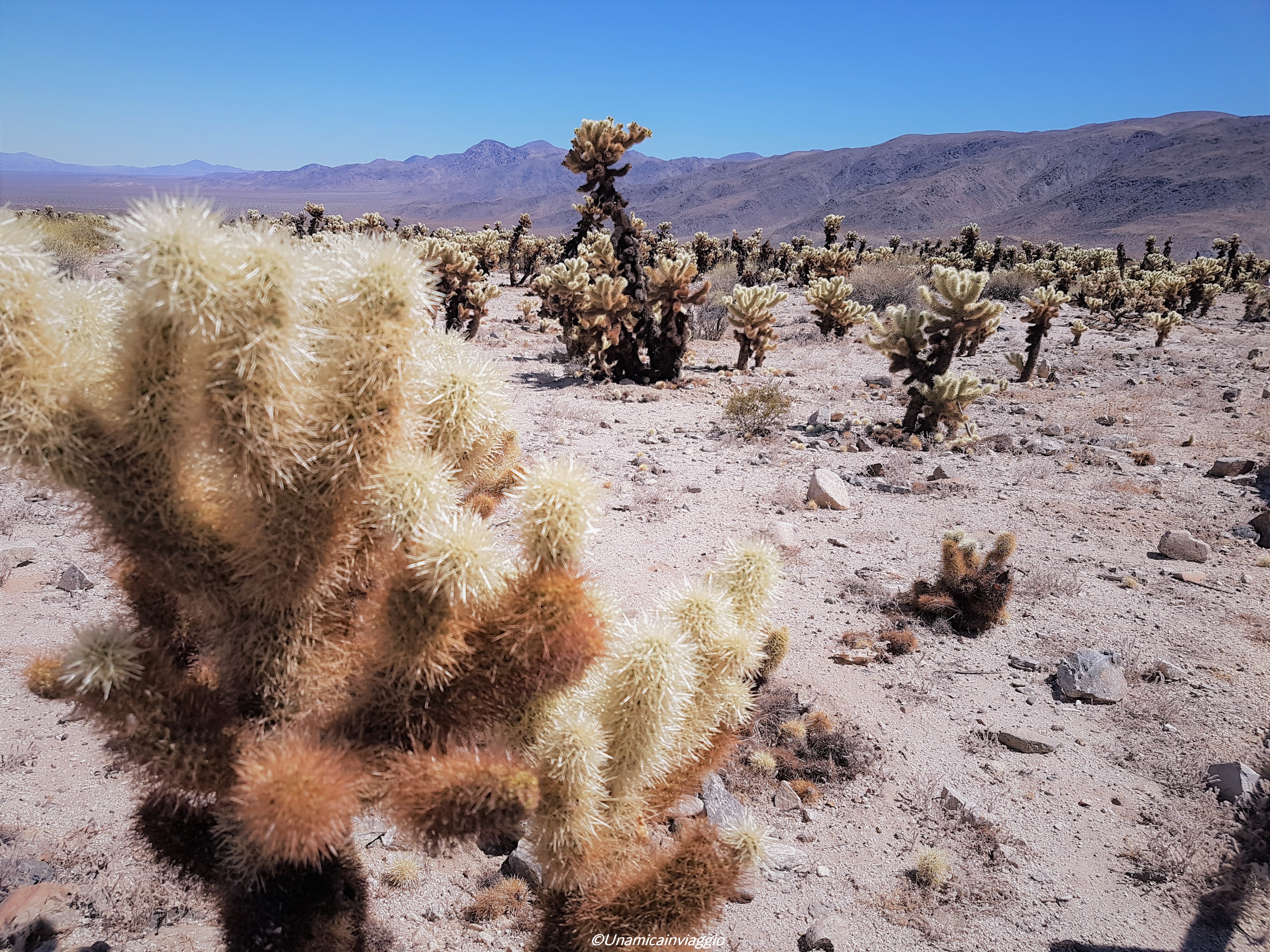 visitare il joshua tree