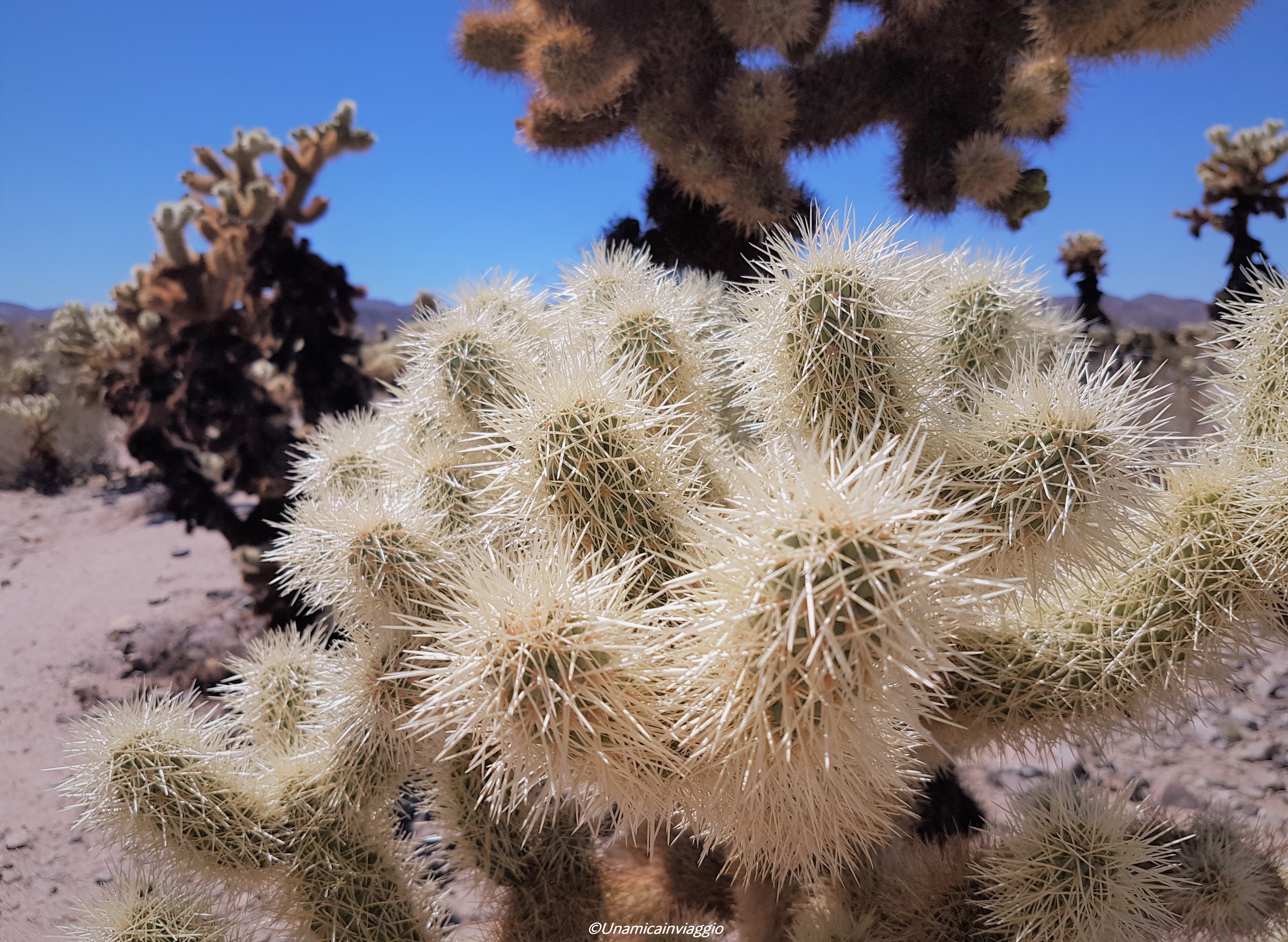 visitare il joshua tree