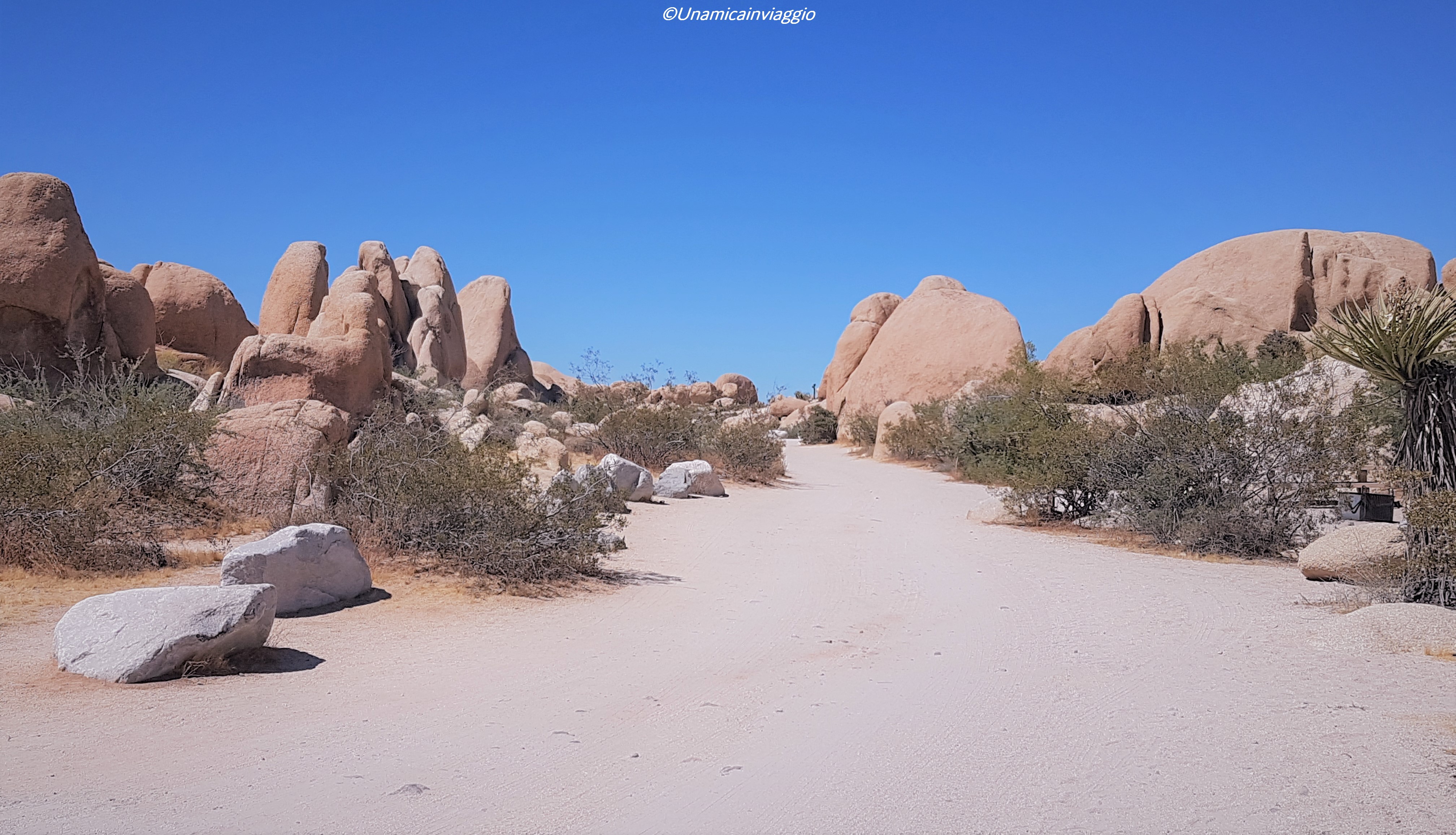 visitare il joshua tree