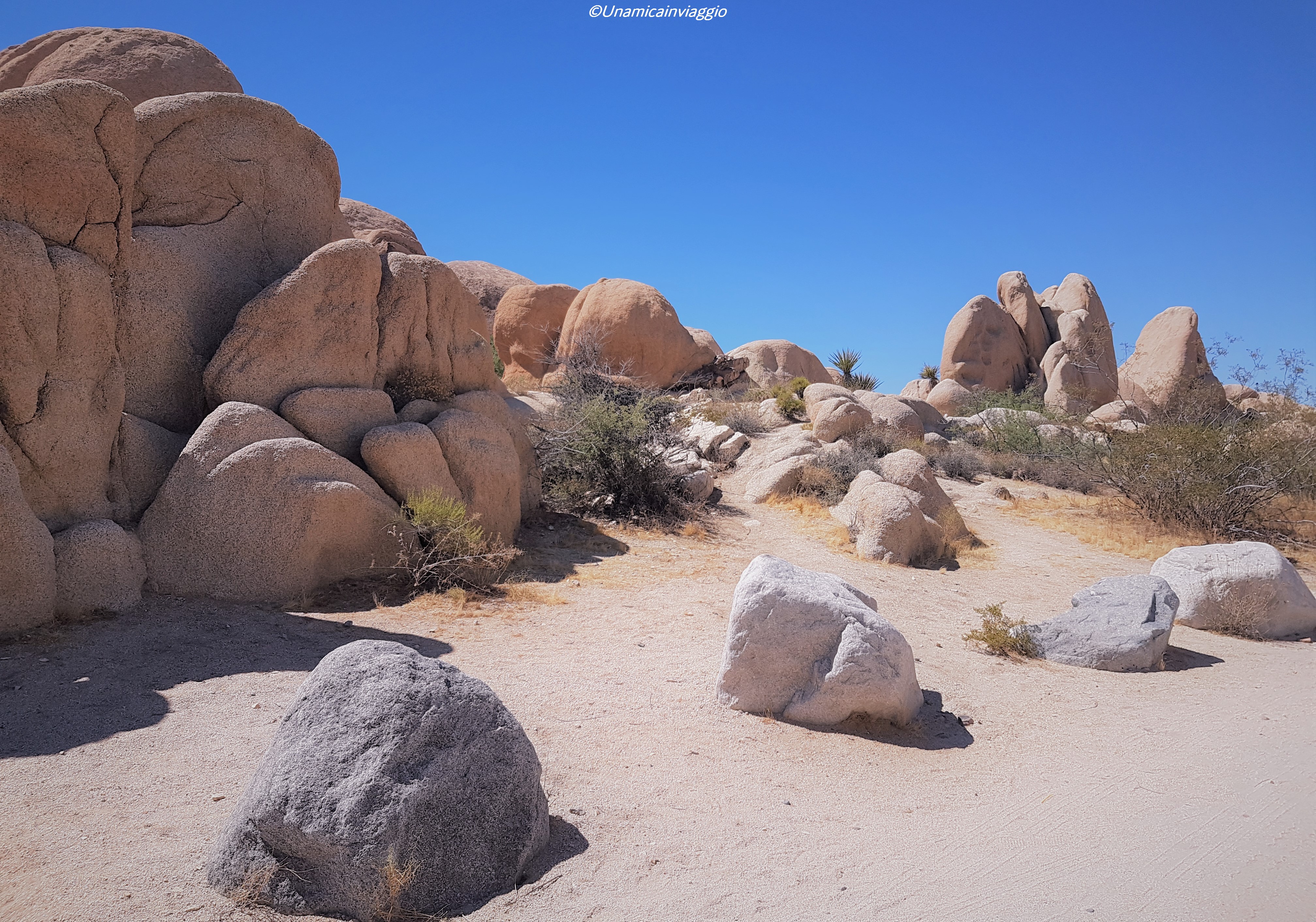 visitare il joshua tree