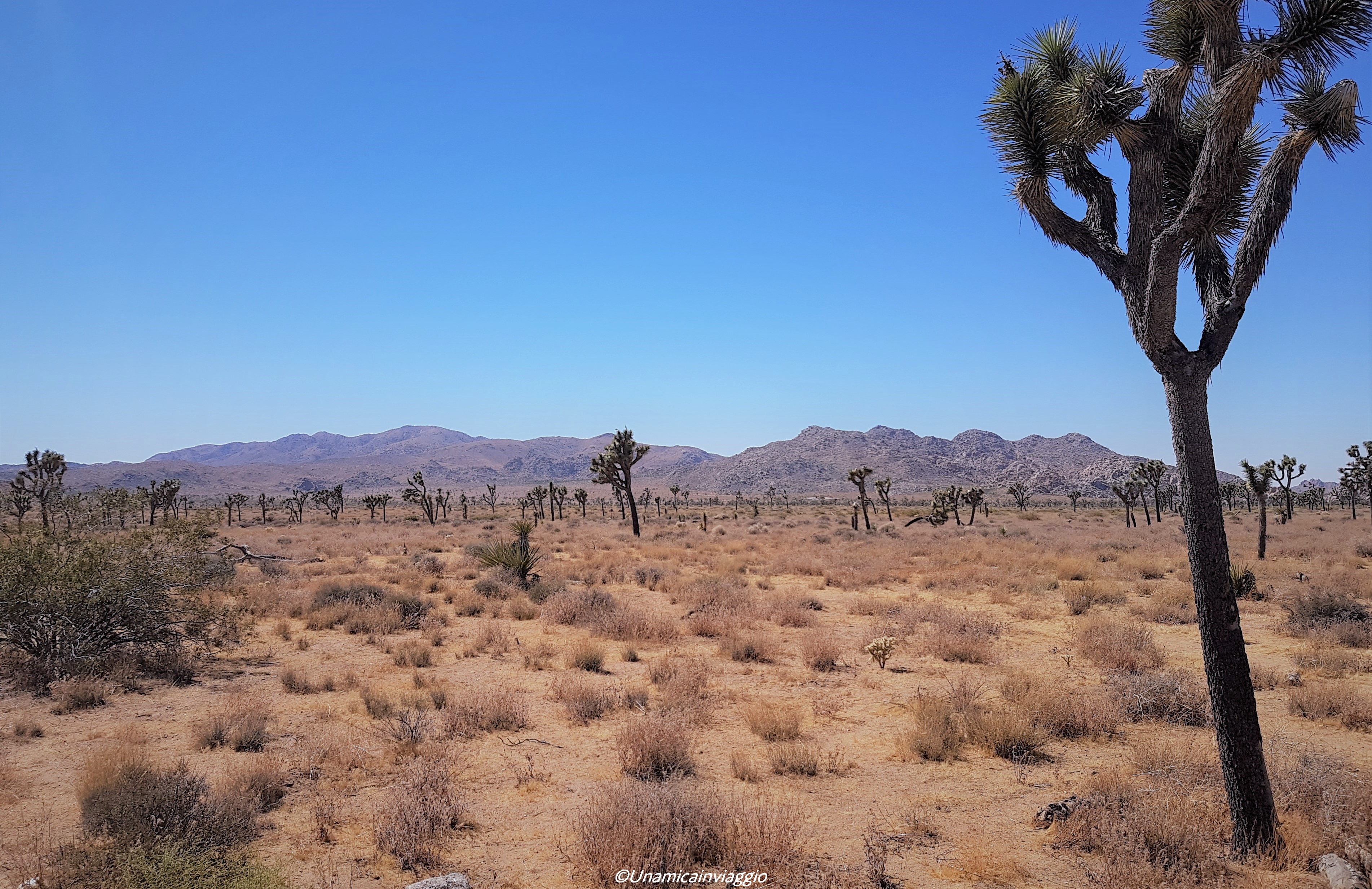 visitare il joshua tree