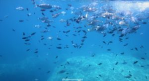 weekend all'isola d'elba - cosa fare a capoliveri