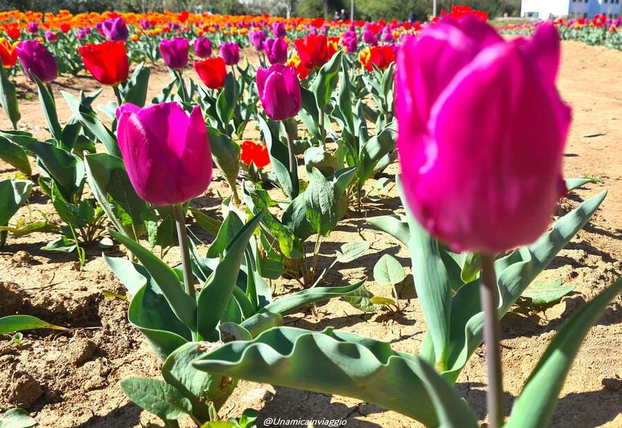 campi-di-tulipani-piu-belli-del-veneto