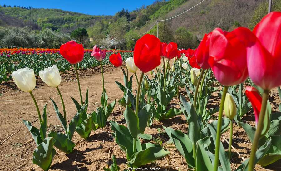 campi-di-tulipani-in-veneto
