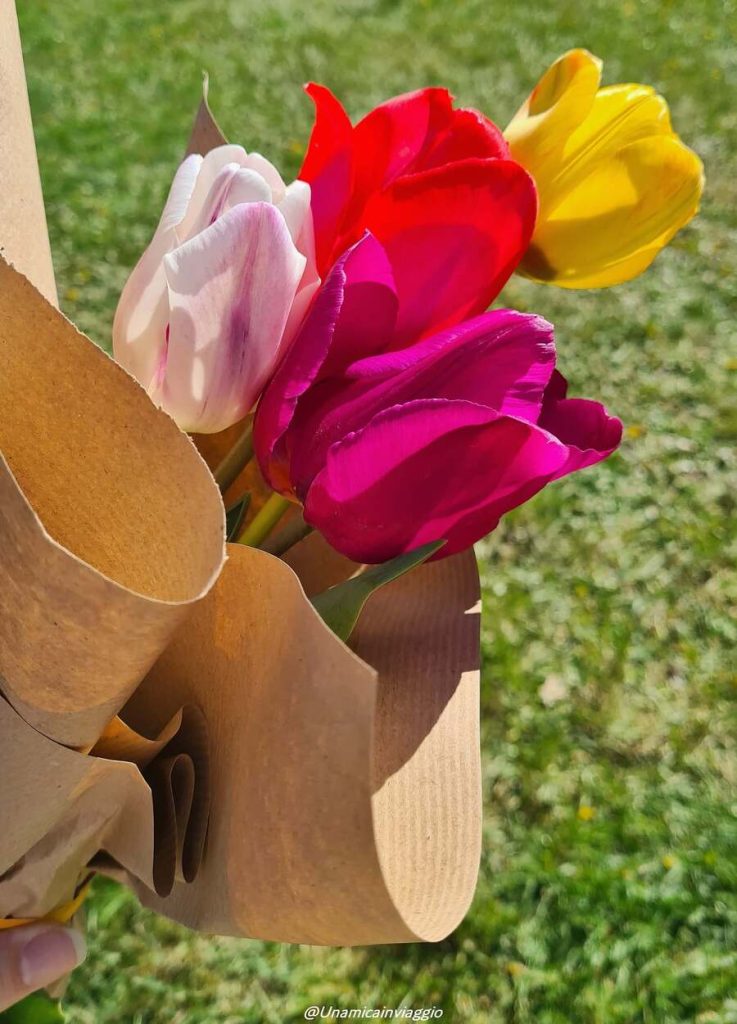 campi-di-tulipani-in-veneto-dove-trovarli