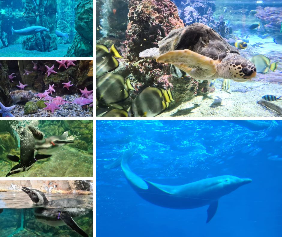 visitare-porto-antico-di-genova-acquario