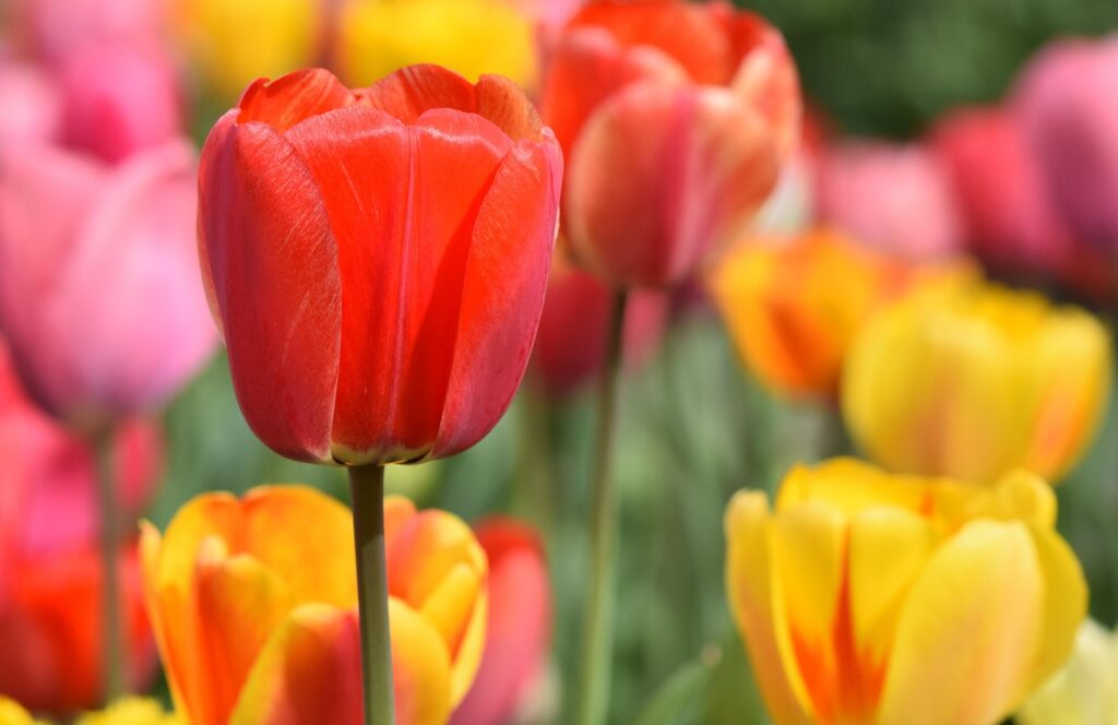 campi-di-tulipani-in-veneto-dove-trovarli
