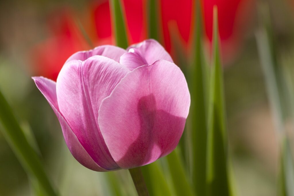 campi-di-tulipani-in-veneto